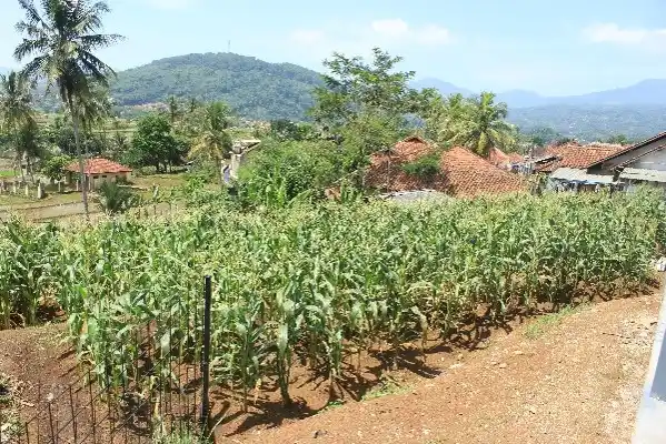 Lahan Pertanian Jagung